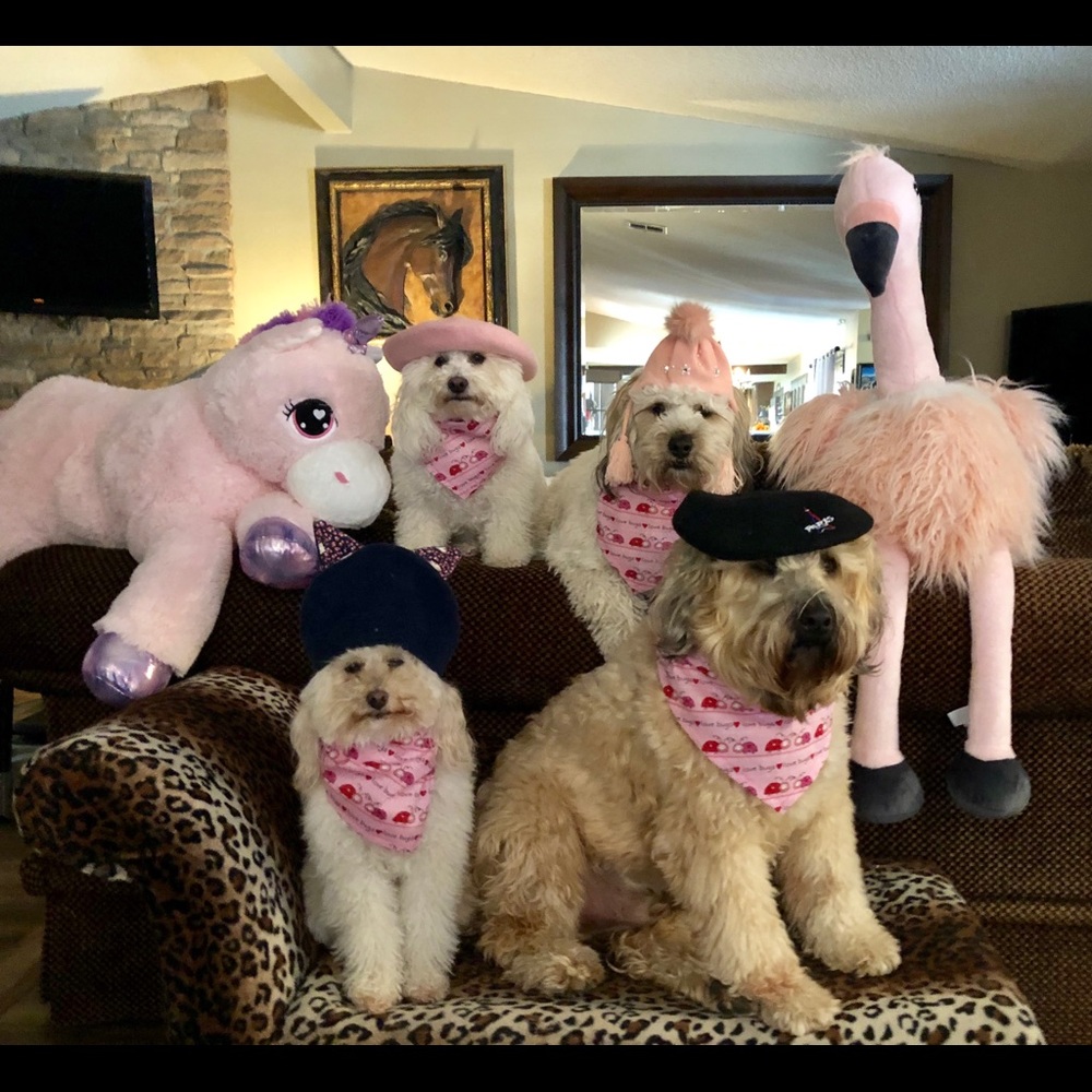 ⭐️Posh Ambassador II ⭐️ - Picture 6 of 16